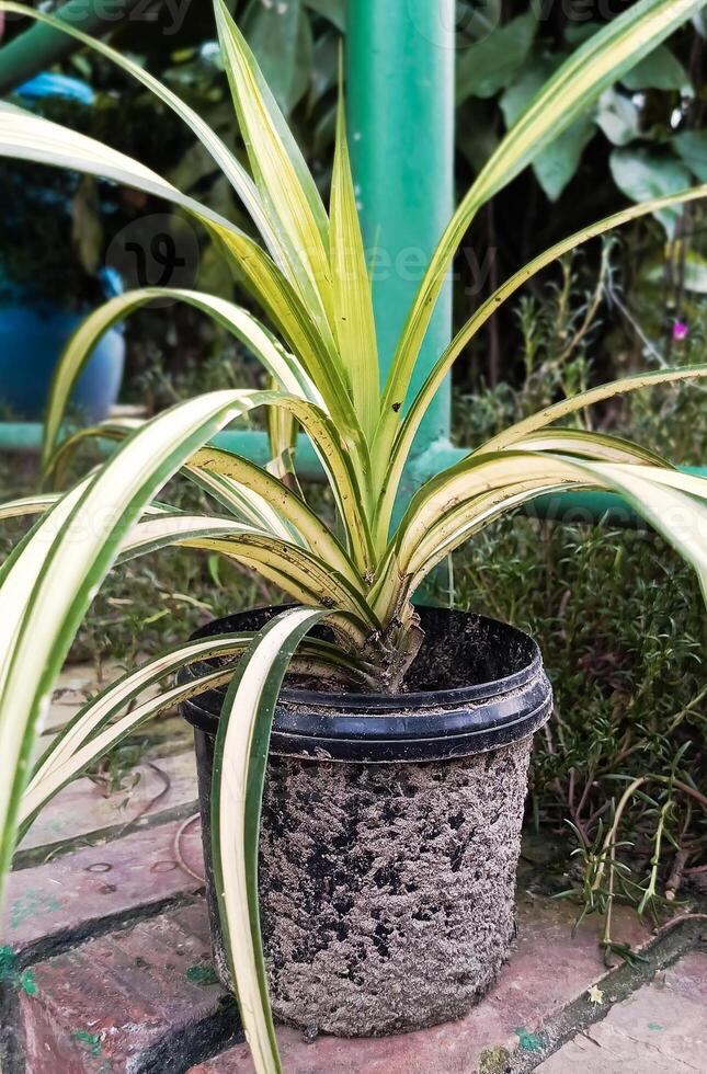 aloe vera plant in pot photo