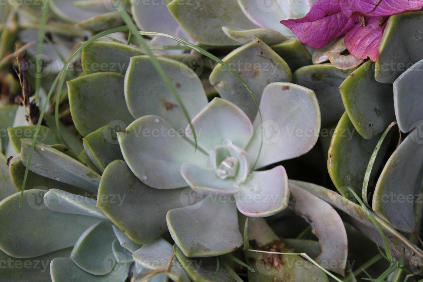 Sedum Bellum or Ghost Plant photo