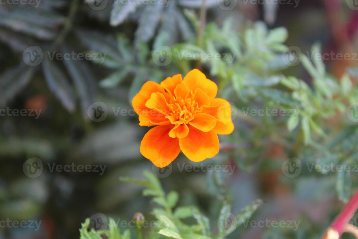 Tagetes, Calendula or Merigold yellow and red flower photo