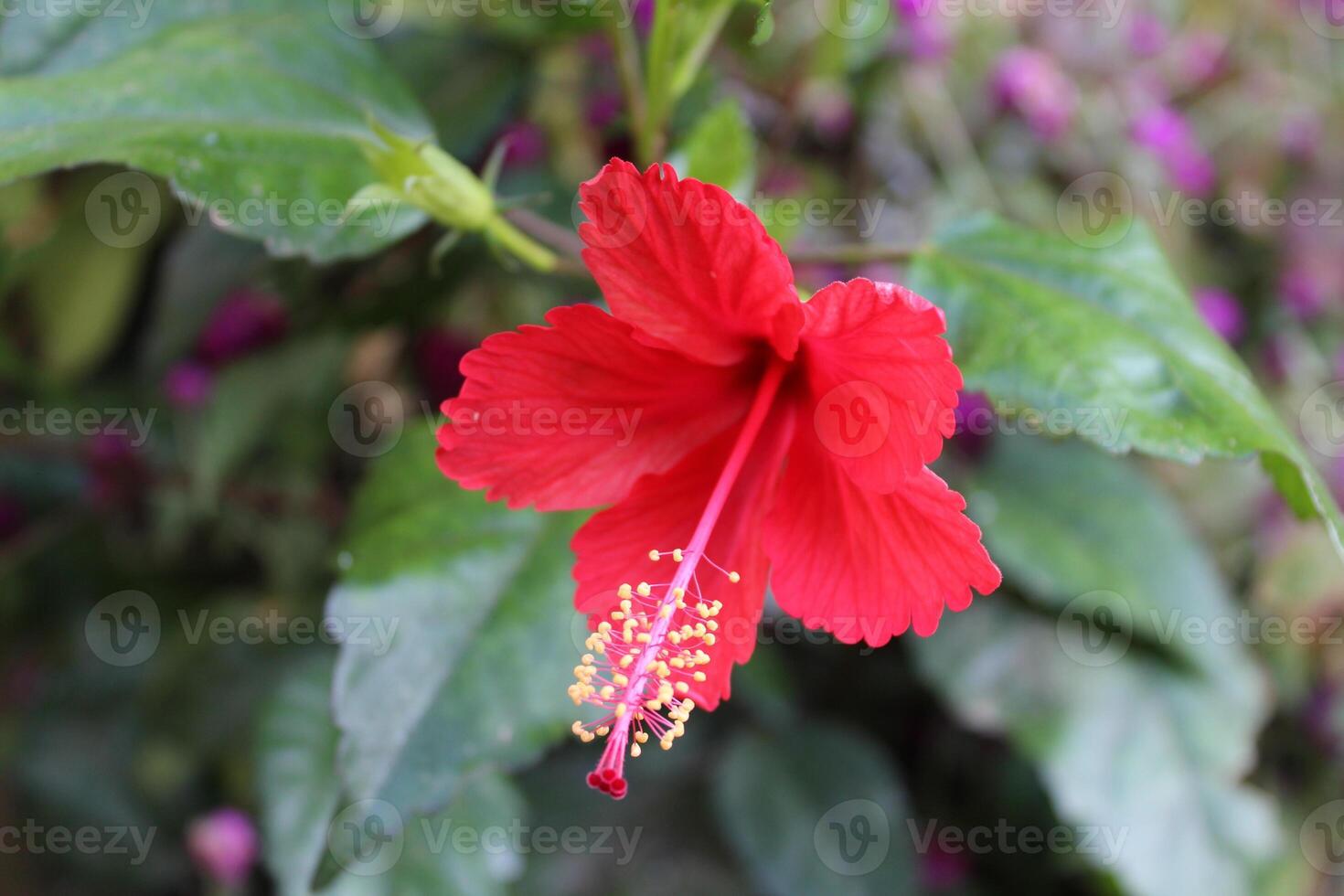Hibiscus or Chinese Rose red flower photo