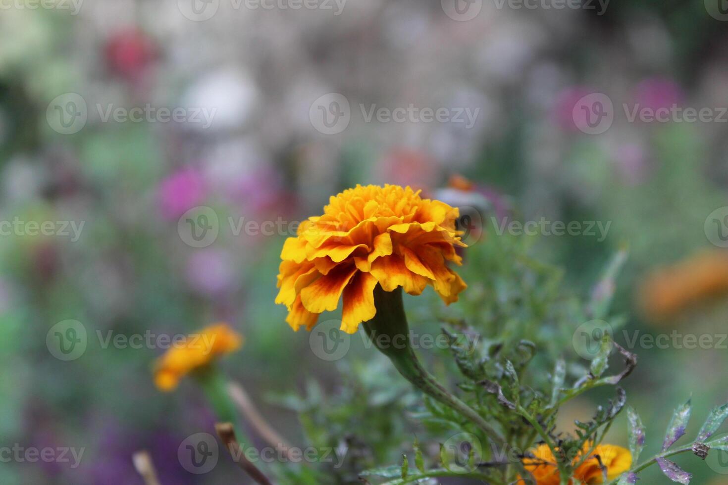 Tagetes, Calendula or Merigold yellow and red flower photo
