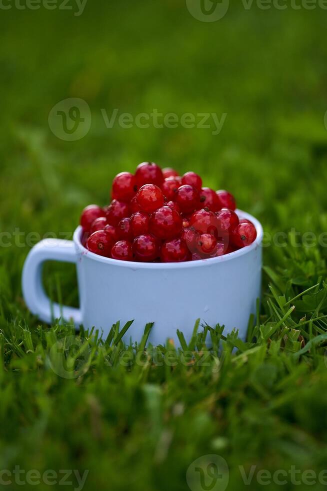 Red currant on green grass background in white cup photo