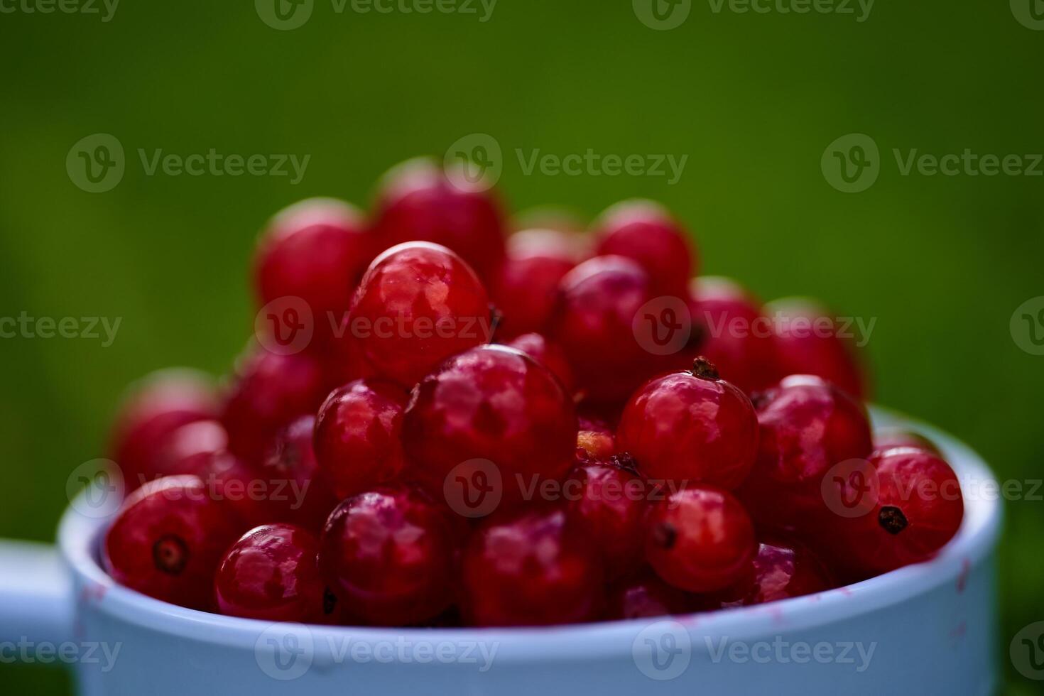 Red currant on green grass background in white cup photo