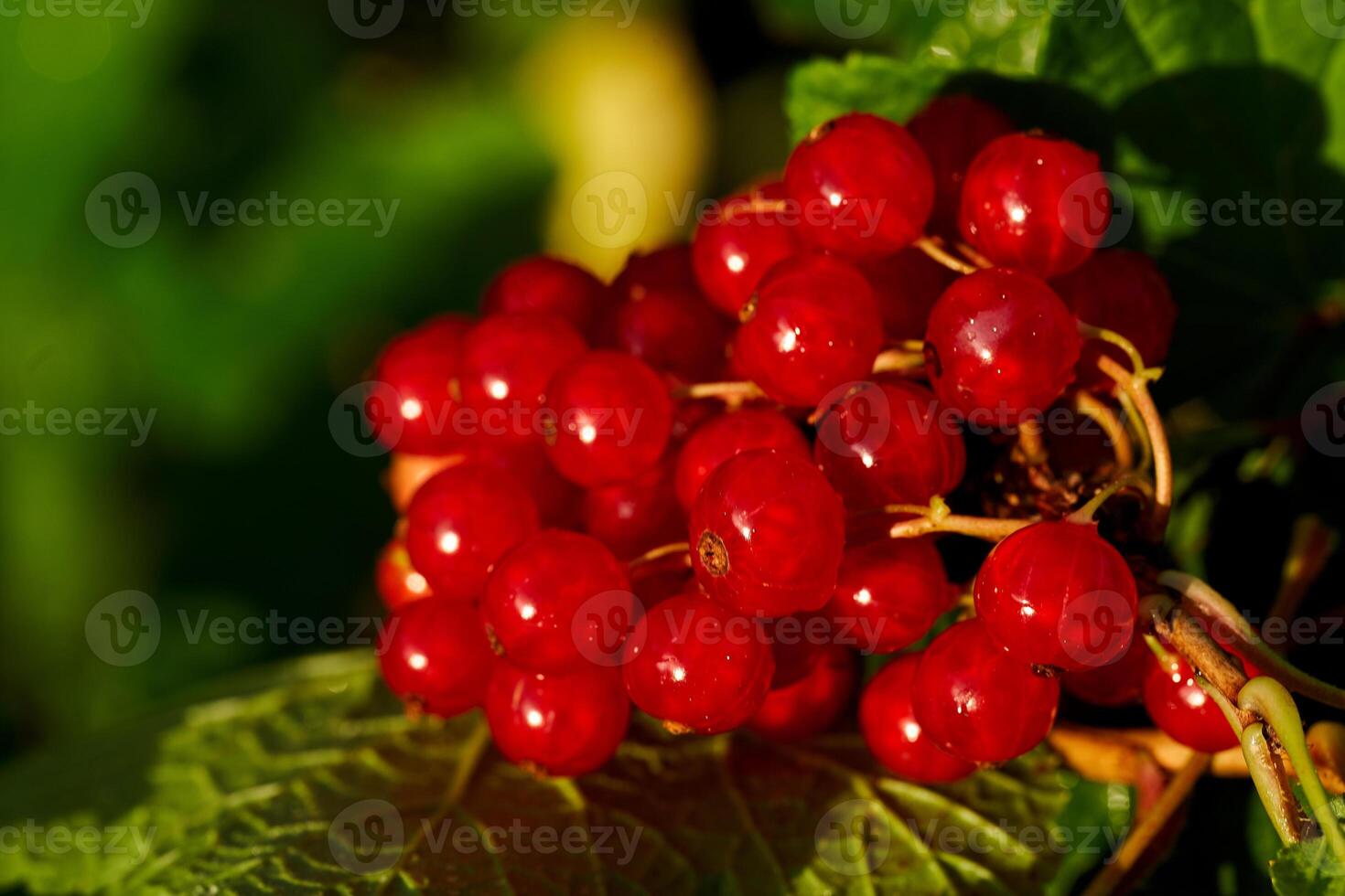 Branch of ripe red currant in a home garden photo