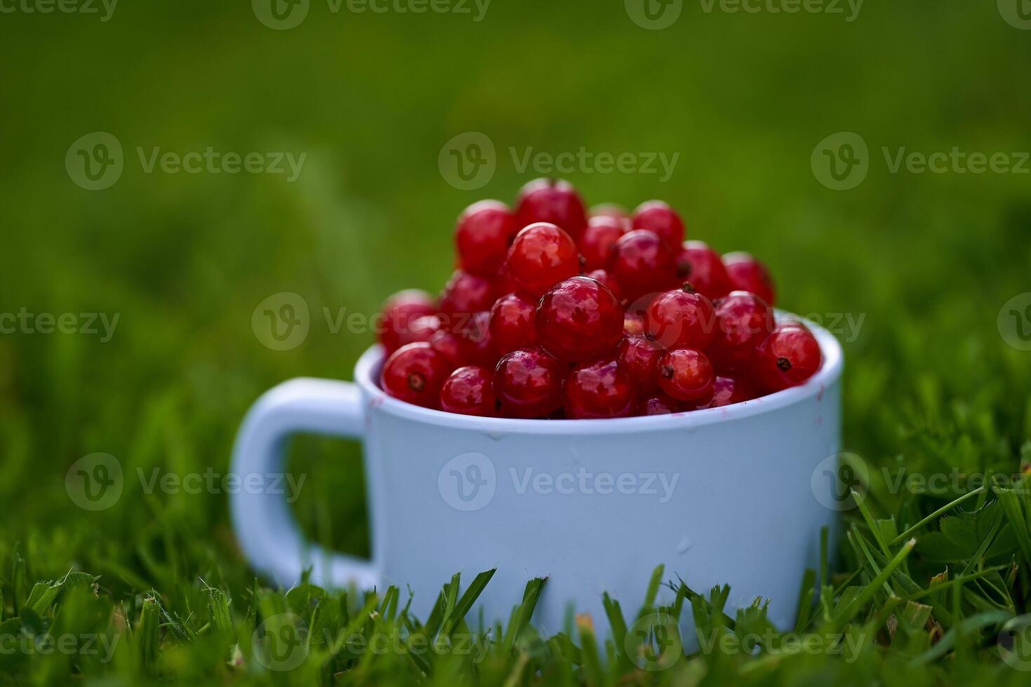 Red currant on green grass background in white cup photo