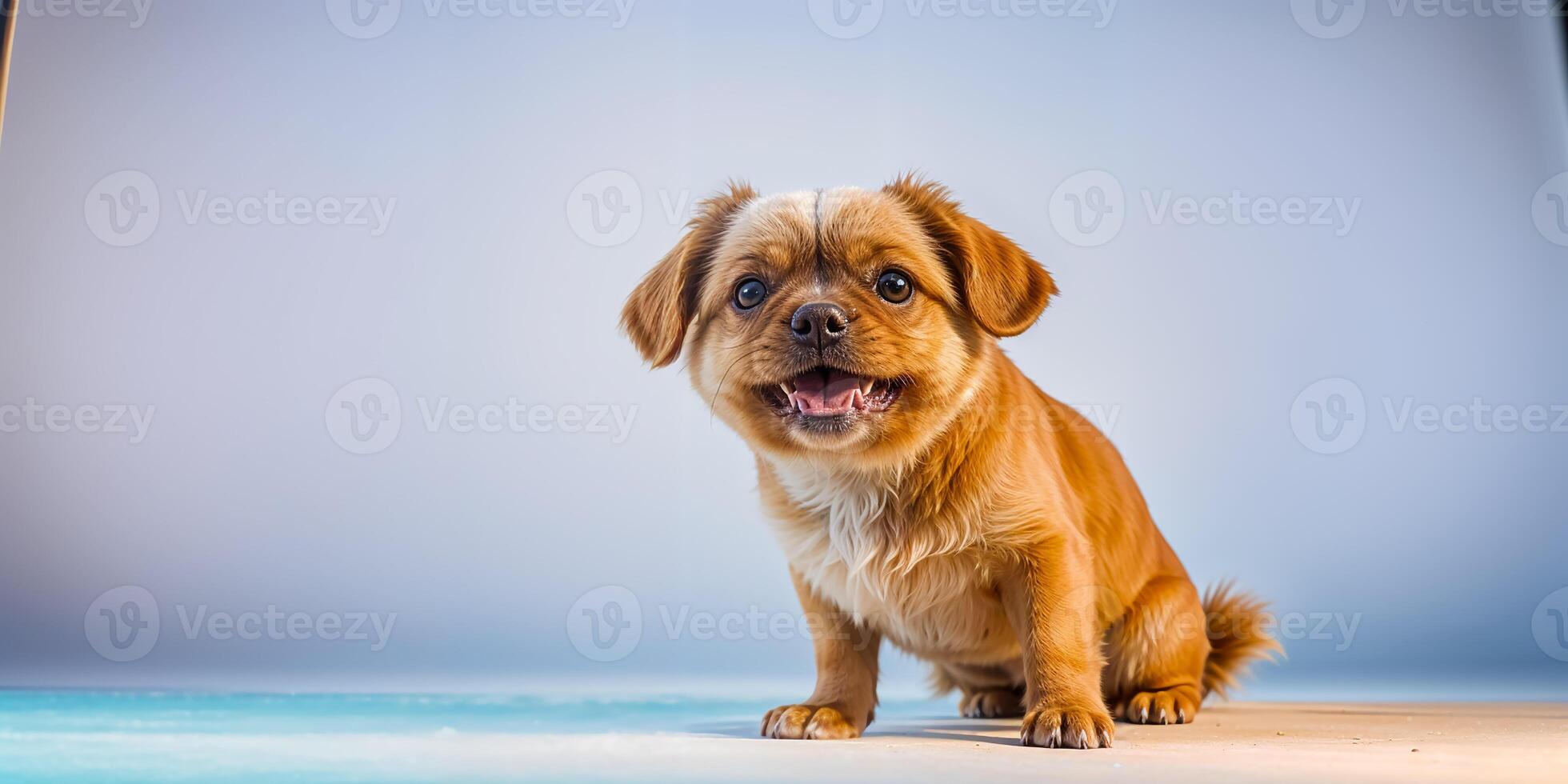 A CUTE DOG WITH A BIG SMILE photo