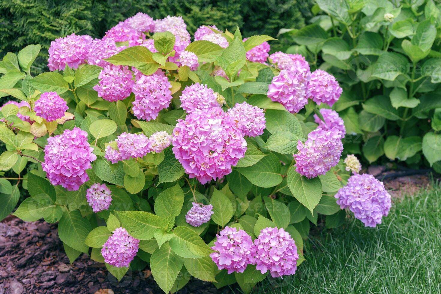 Bush of blooming pink flowers of hydrangea macrophylla Pink Annabelle in the summer garden or park photo
