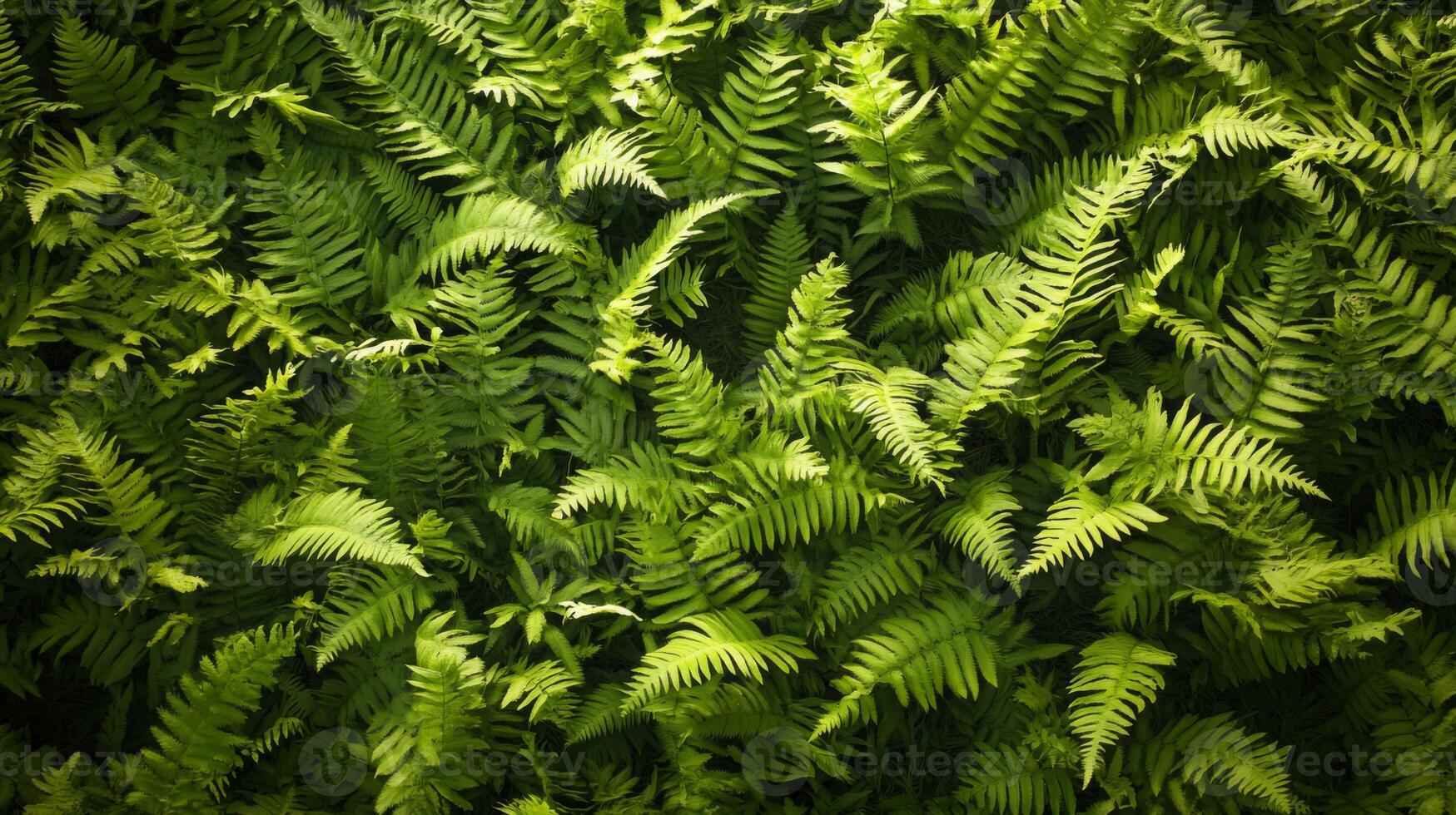 Dense carpet of ferns filling the frame, deep shadows and subtle light creating a moody and natural texture photo