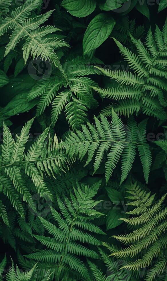 Dense arrangement of dark green ferns with intricate leaf patterns covering the entire frame, minimal light, rich shadows, natural forest setting photo