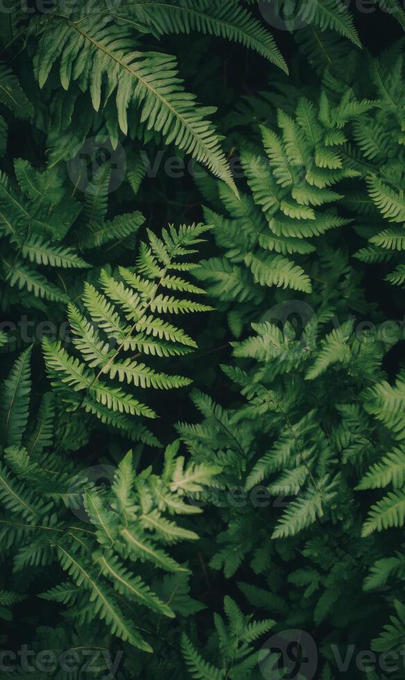 Dense arrangement of dark green ferns with intricate leaf patterns covering the entire frame, minimal light, rich shadows, natural forest setting photo