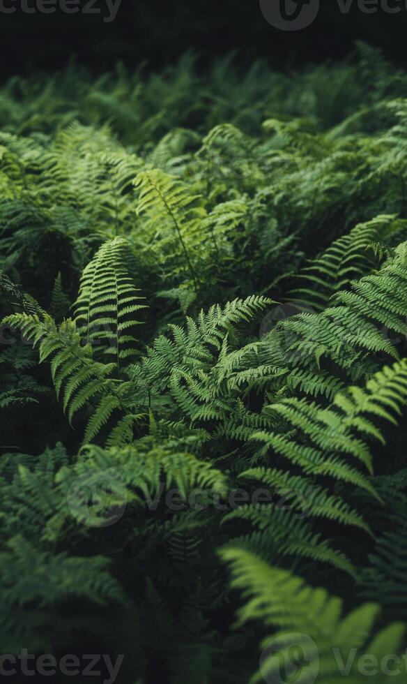 Dense arrangement of dark green ferns with intricate leaf patterns covering the entire frame, minimal light, rich shadows, natural forest setting photo