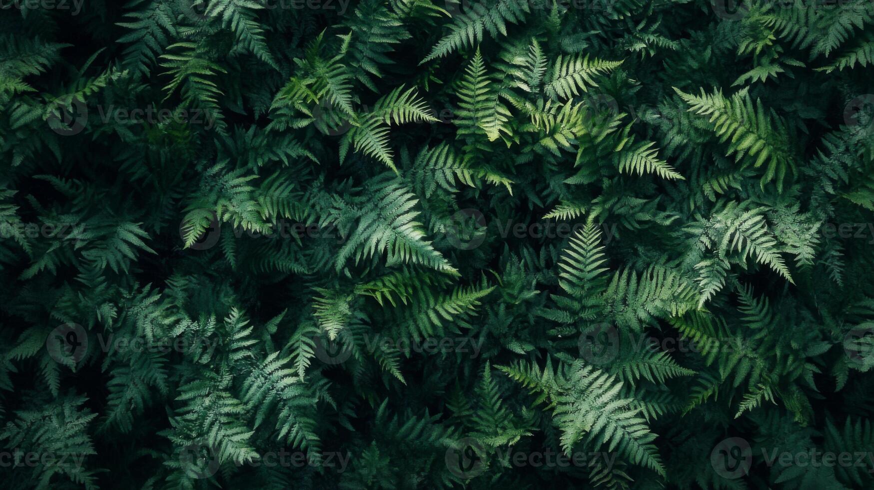 Dense arrangement of dark green ferns with intricate leaf patterns covering the entire frame, minimal light, rich shadows, natural forest setting photo