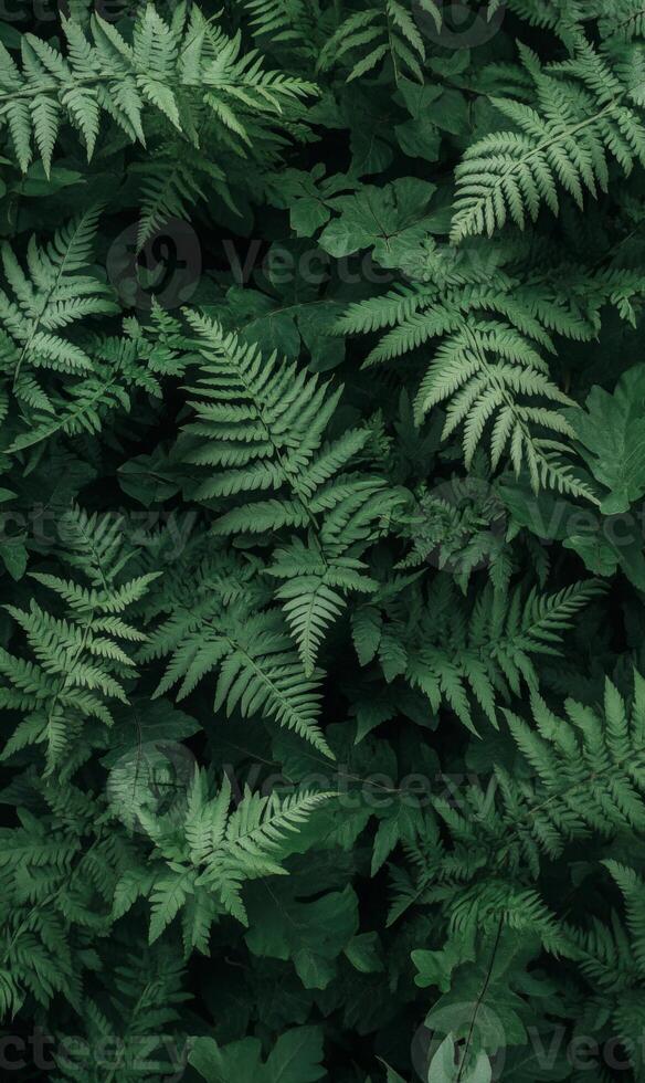 Dense arrangement of dark green ferns with intricate leaf patterns covering the entire frame, minimal light, rich shadows, natural forest setting photo