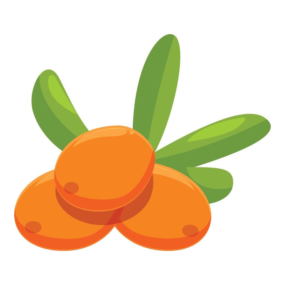 Three ripe sea buckthorn berries with leaves growing from stem vector