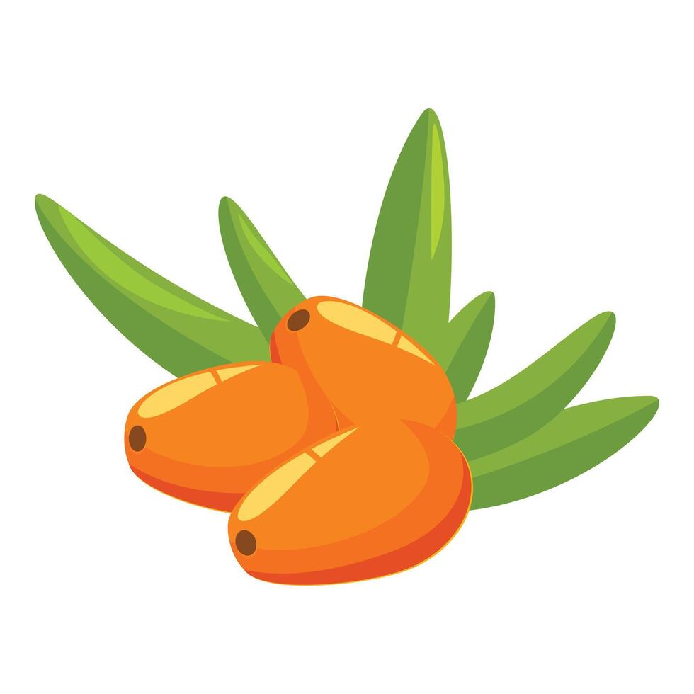 Three ripe sea buckthorn berries surrounded by leaves vector