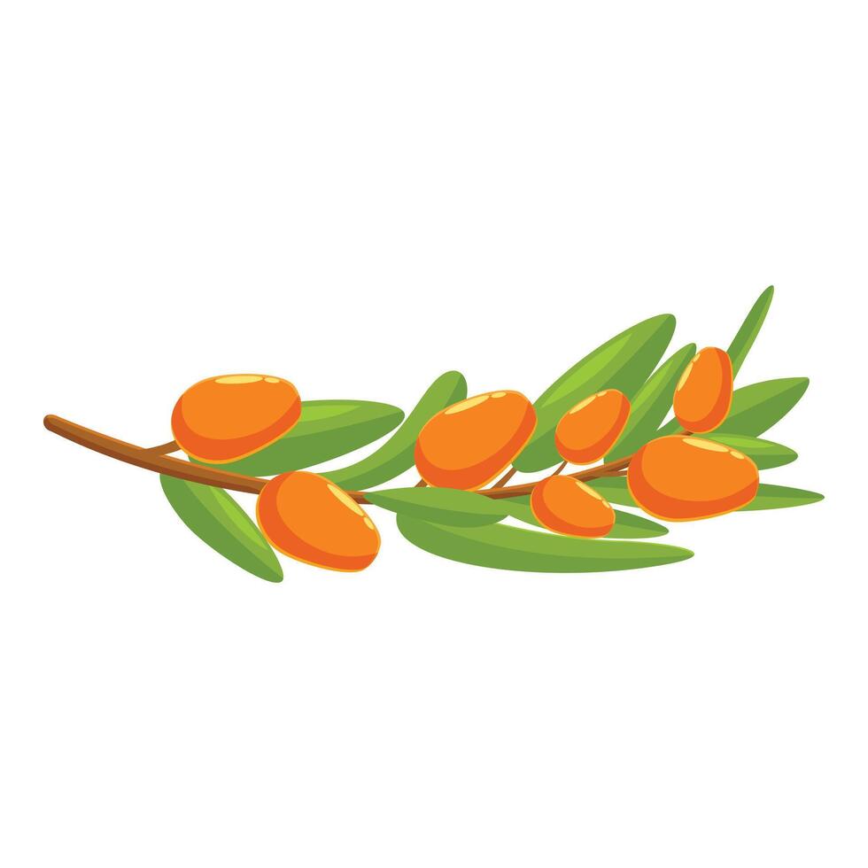 Branch of sea buckthorn showing ripe orange berries vector