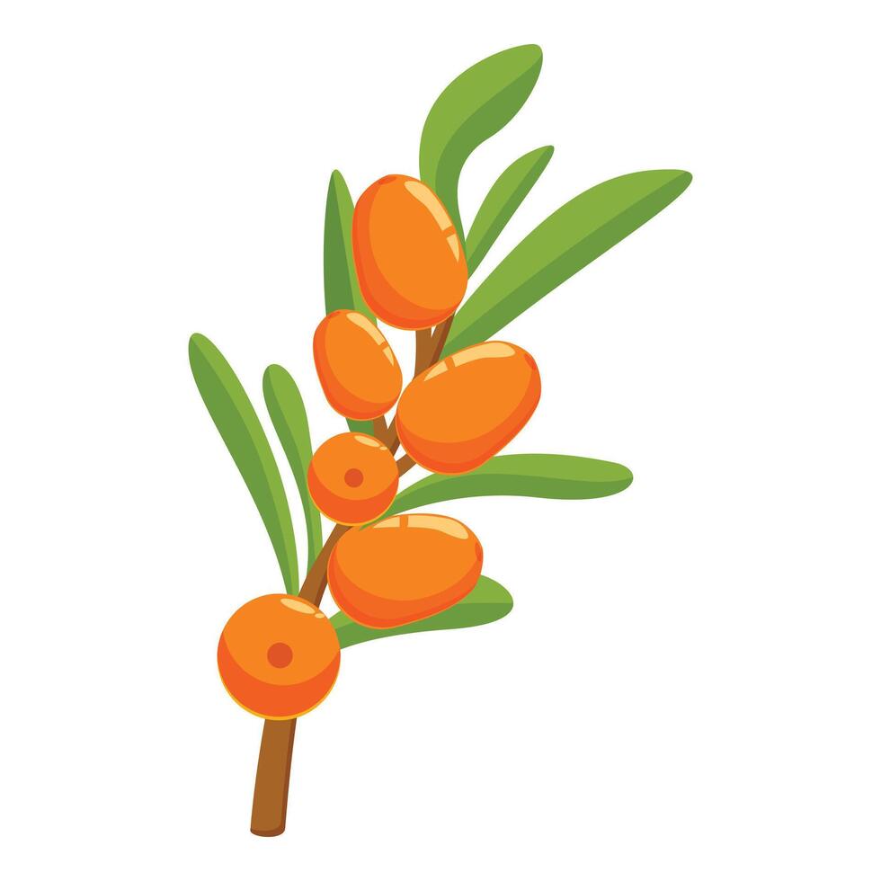 Branch of sea buckthorn showing ripe orange berries vector