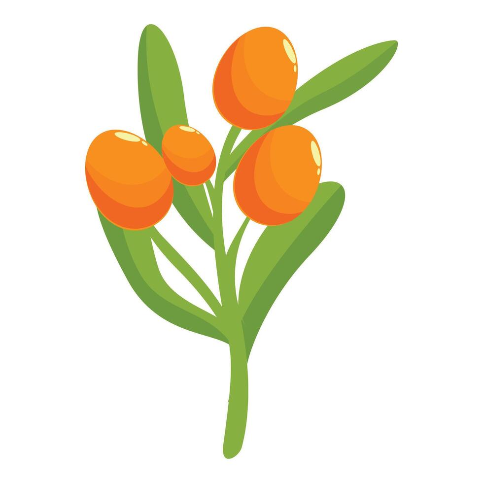 Branch of sea buckthorn showing ripe orange berries vector