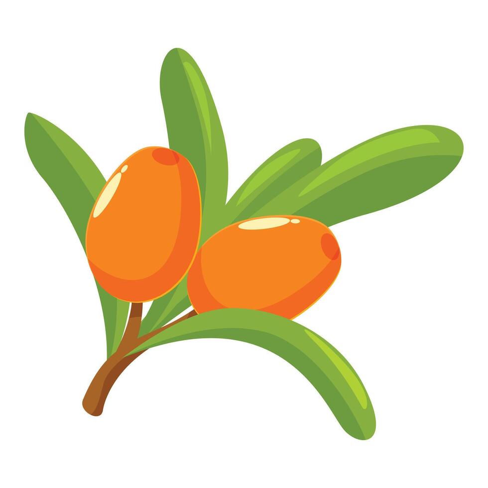 Sea buckthorn branch with ripe orange berries growing vector