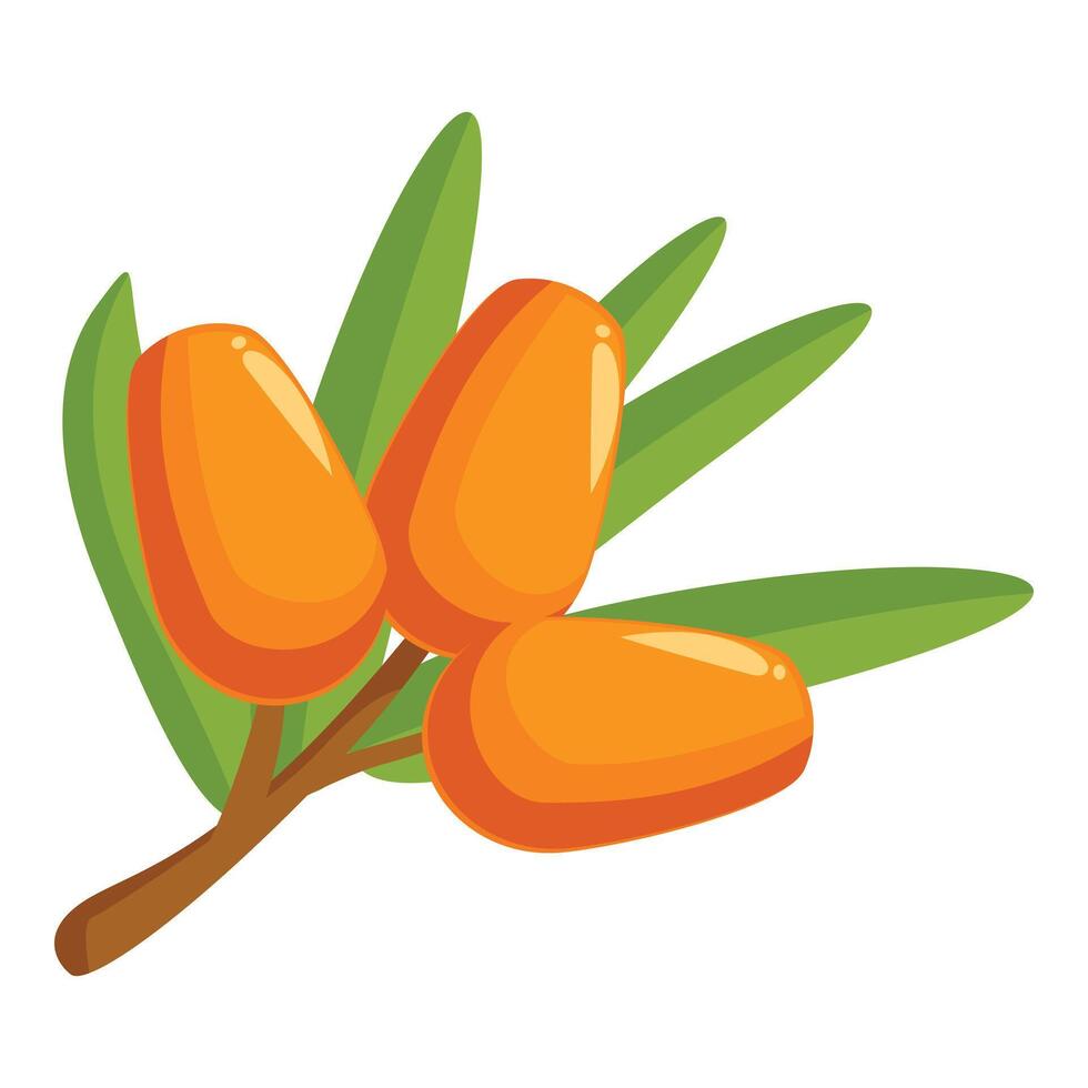 Branch of sea buckthorn showing ripe orange berries vector