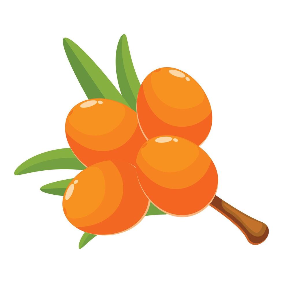 Branch of sea buckthorn showing ripe orange berries vector