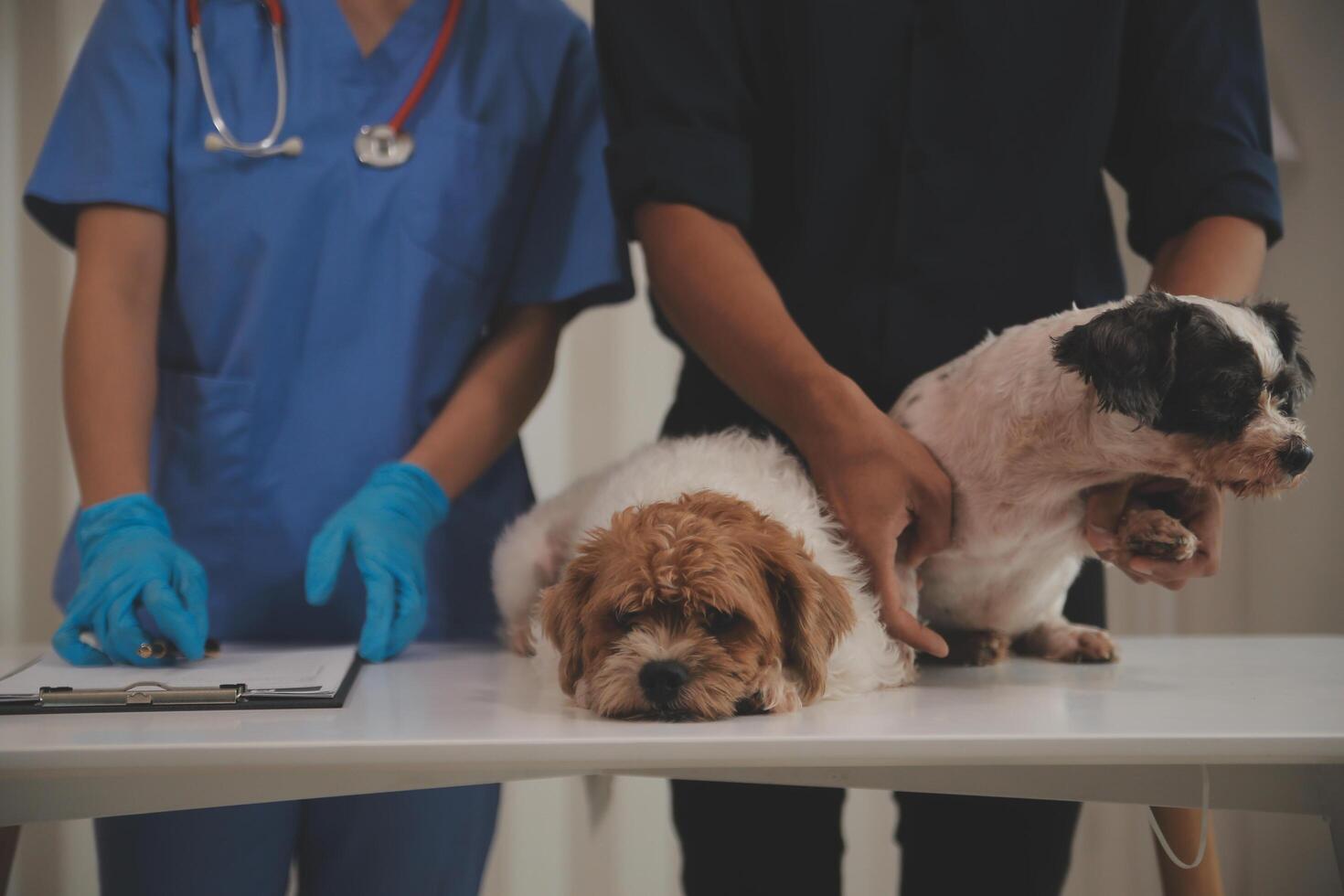 At a modern veterinary clinic, puppy sits on an examination table. Meanwhile, a female veterinarian assesses the health photo
