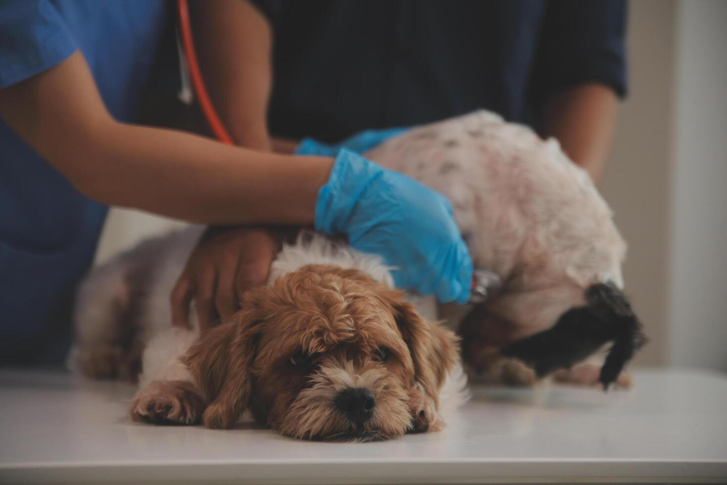 At a modern veterinary clinic, puppy sits on an examination table. Meanwhile, a female veterinarian assesses the health photo