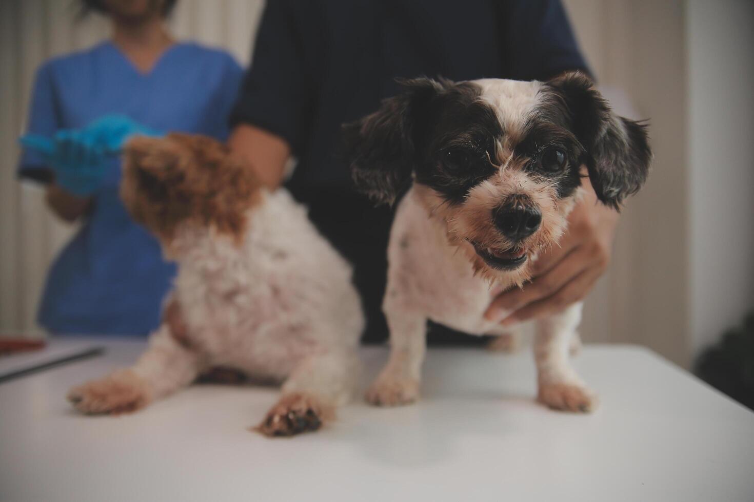 At a modern veterinary clinic, puppy sits on an examination table. Meanwhile, a female veterinarian assesses the health photo