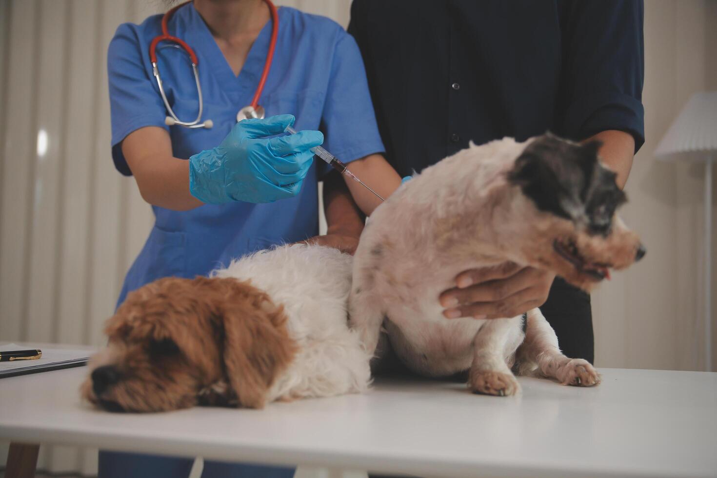 At a modern veterinary clinic, puppy sits on an examination table. Meanwhile, a female veterinarian assesses the health photo
