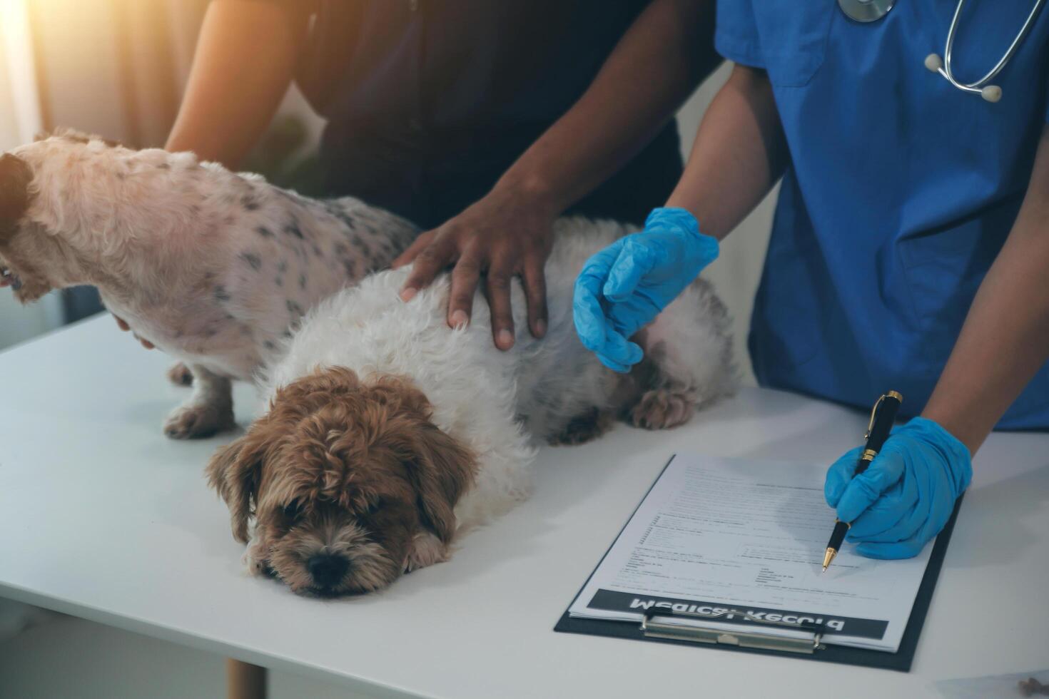 At a modern veterinary clinic, puppy sits on an examination table. Meanwhile, a female veterinarian assesses the health photo