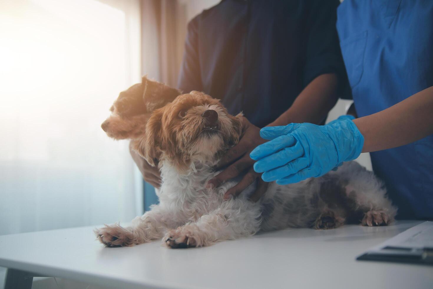 At a modern veterinary clinic, puppy sits on an examination table. Meanwhile, a female veterinarian assesses the health photo