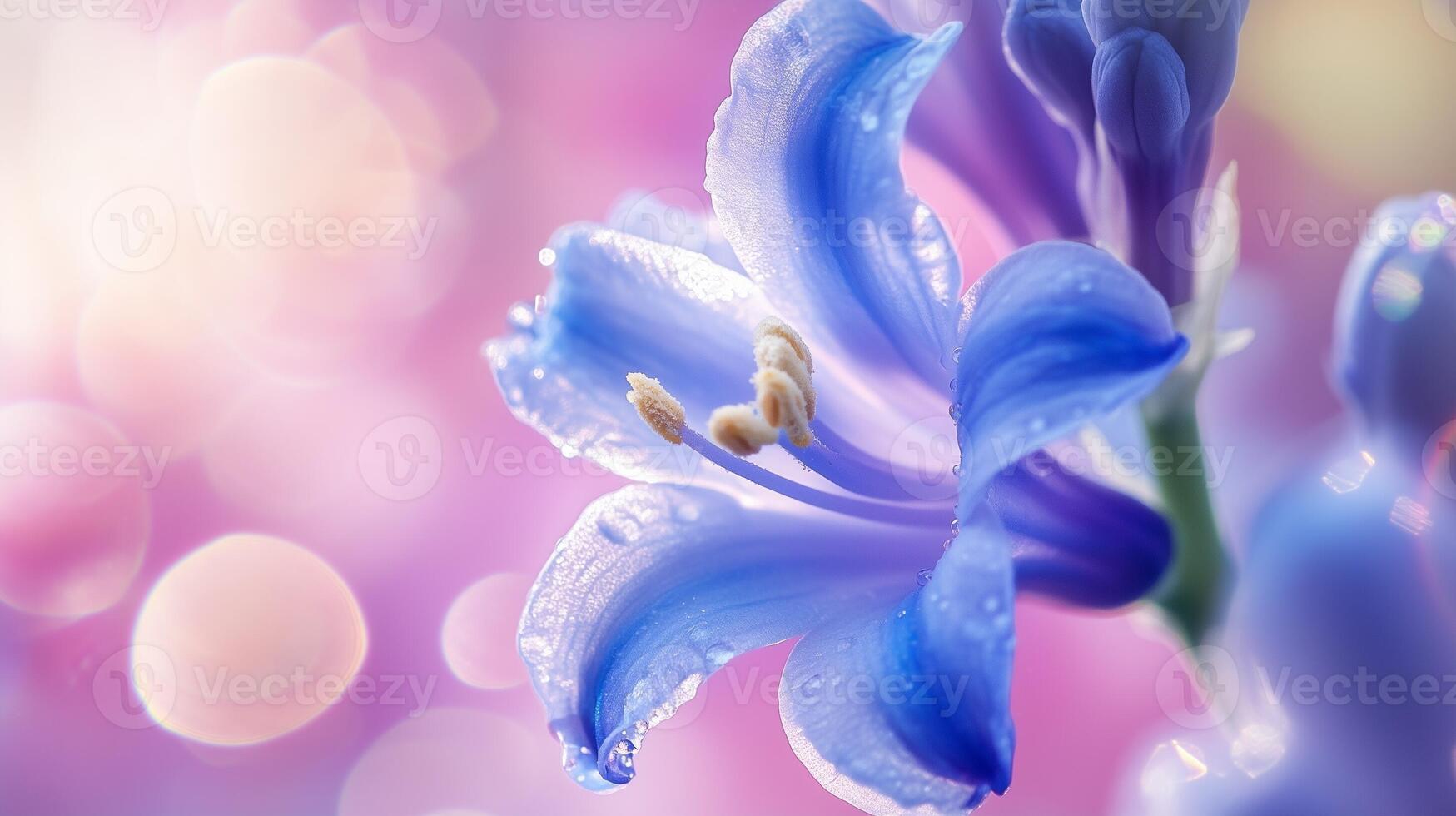 Hyacinth blue flower vibrant sun light botanical garden background photo