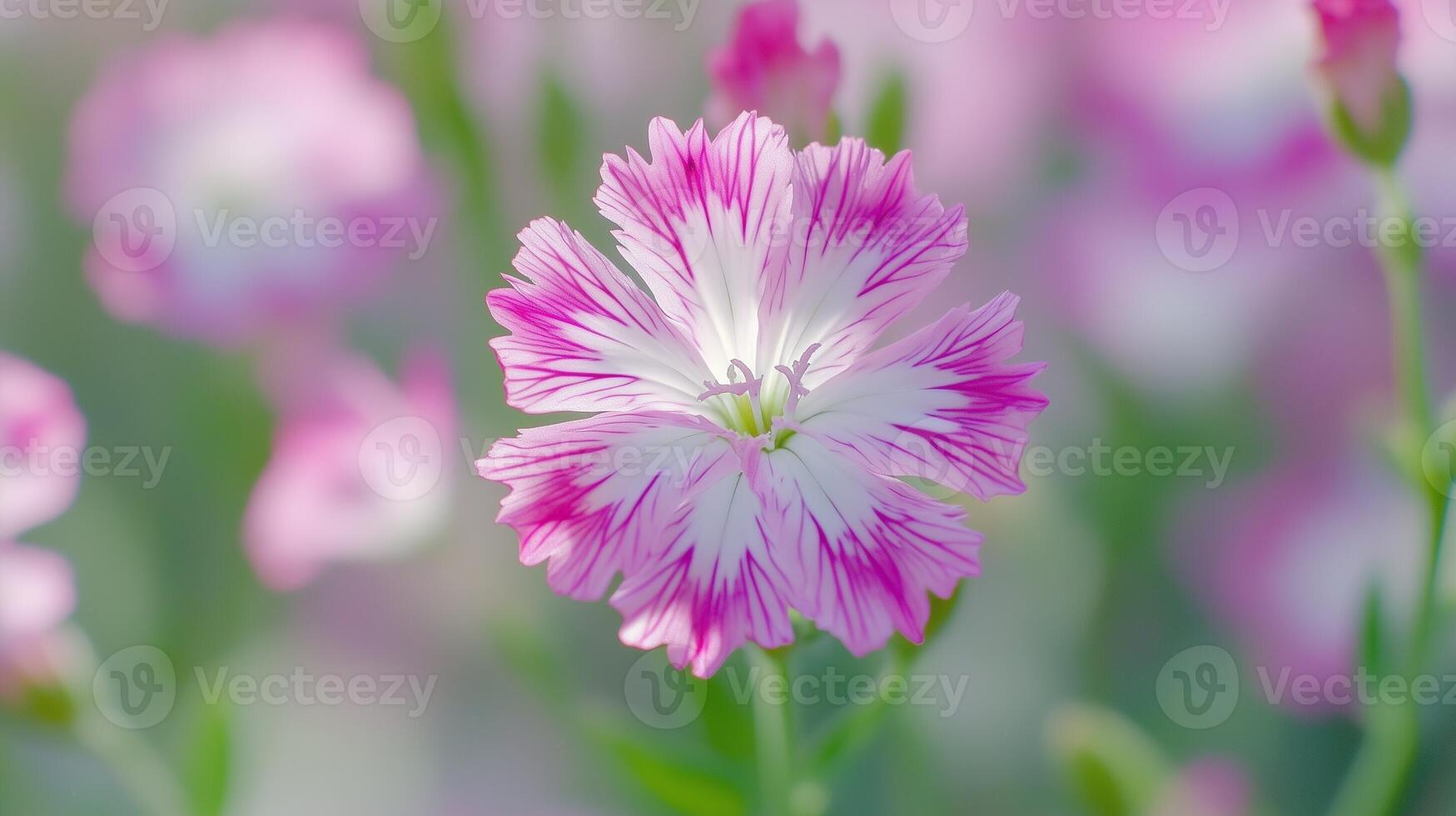 Dianthus pink flower vibrant sun light and blurred background photo