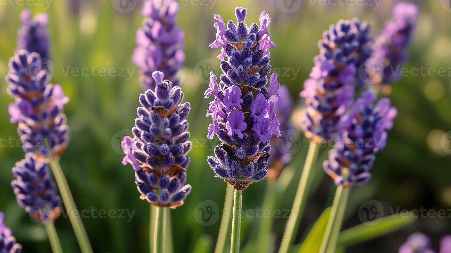 Lavender purple beauty macro flower vibrant color with sun light photo