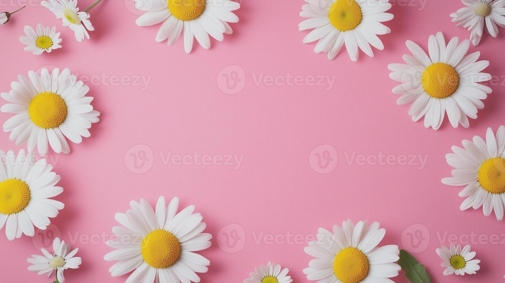 Daisy white beaty bloom flower frame rounded copy space pink background photo