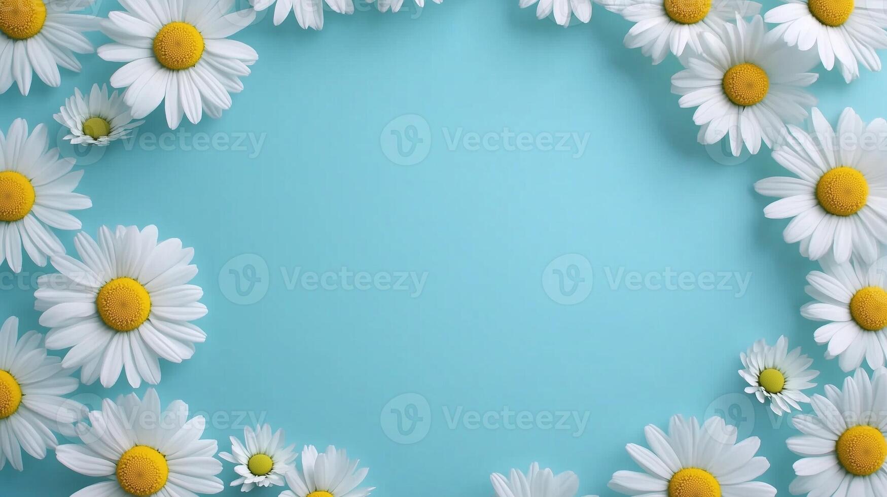 Chamomile white beaty bloom flower frame rounded copy space blue background photo