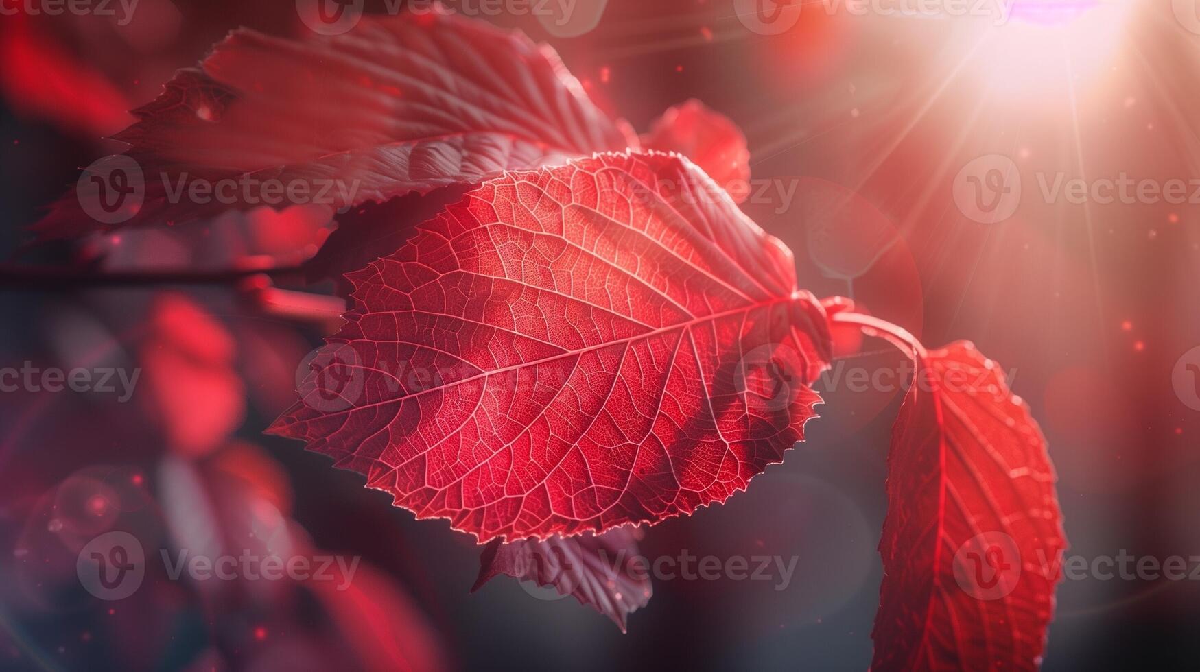Red leaves tree with sun highlight blurred nature background photo