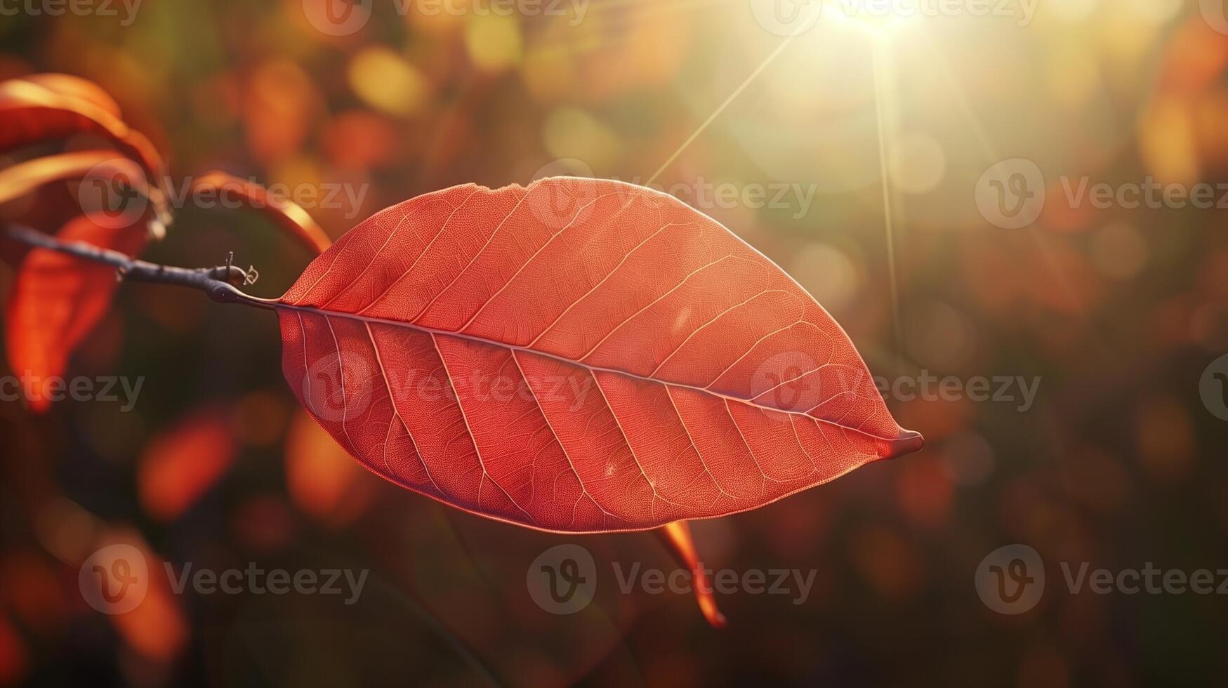Red leaves tree with sun highlight blurred nature background photo