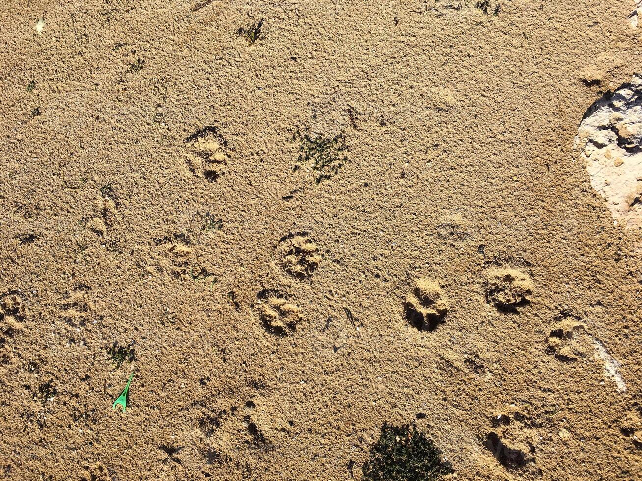 Cat and dog paw prints on wet sand. Funny background photo