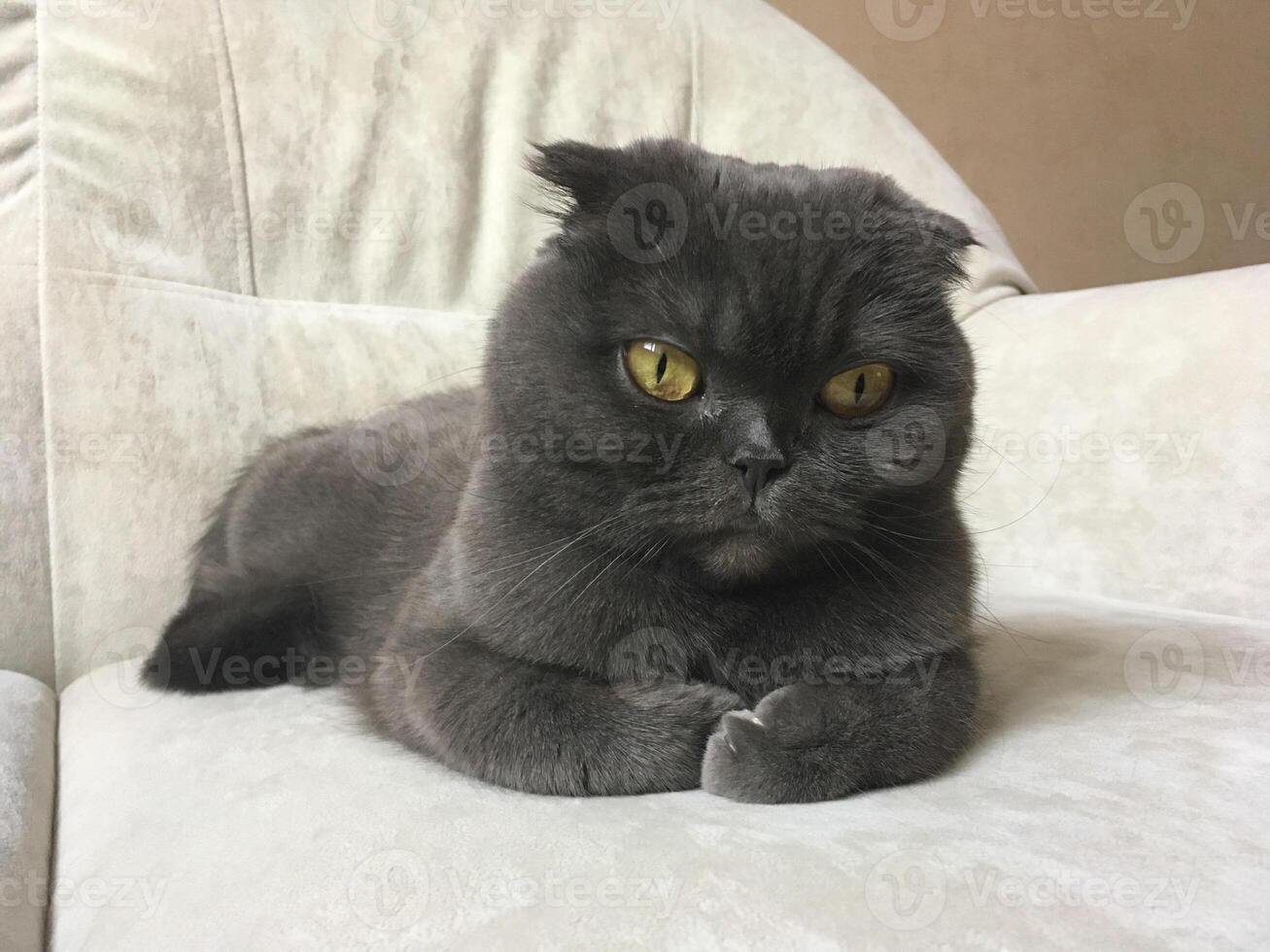 Sad Grey cat Scottish fold on sofa at home, relaxed pet photo