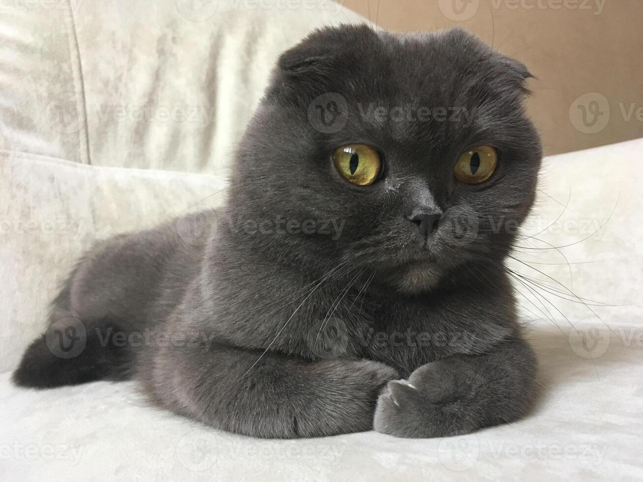 A Scottish Fold cat with distinctive folded ears and striking amber eyes sits attentively indoors. Purebred pet photo