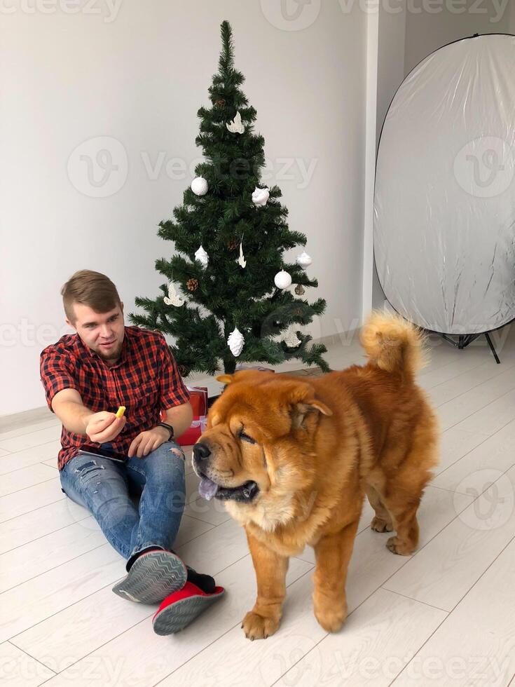 Man enjoying festive moments with pet Chow Chow dog by Christmas Tree. Holiday spirit, friendship and celebration concept photo