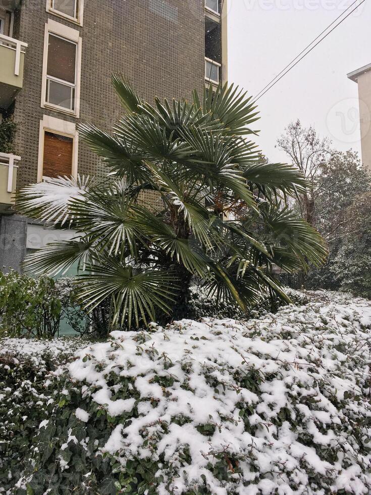 Palm tree growing in a snowy environment, amidst other vegetation also covered in snow. Abnormal weather photo