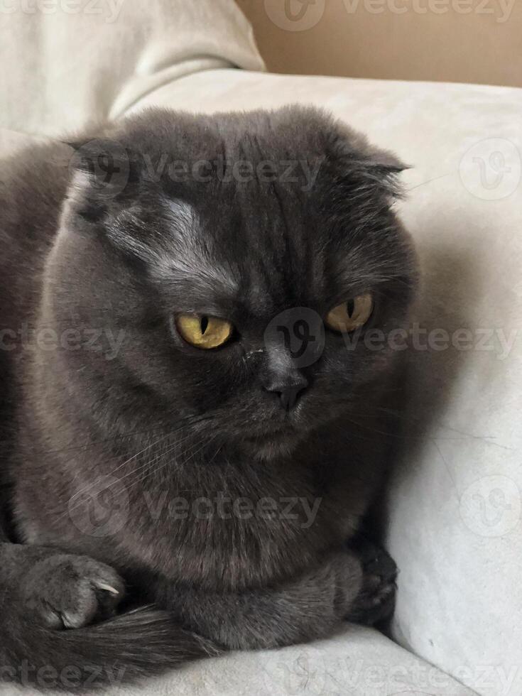 A Scottish Fold cat with distinctive folded ears and striking amber eyes sits attentively indoors. Purebred pet photo
