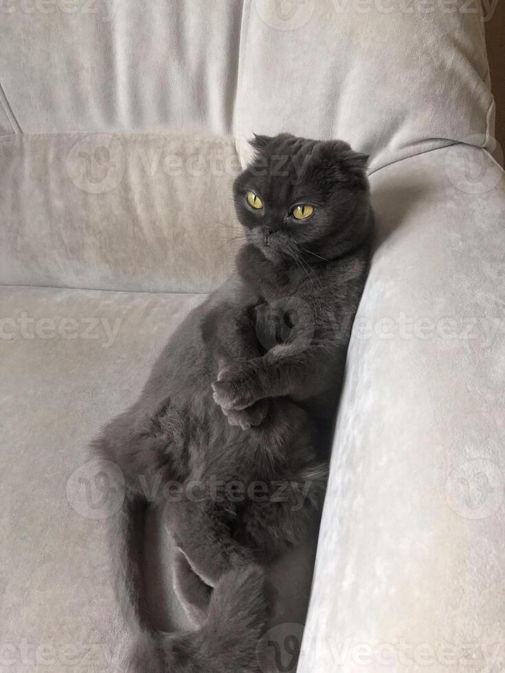 Lazy fat Grey cat Scottish fold on sofa at home, relaxed pet photo