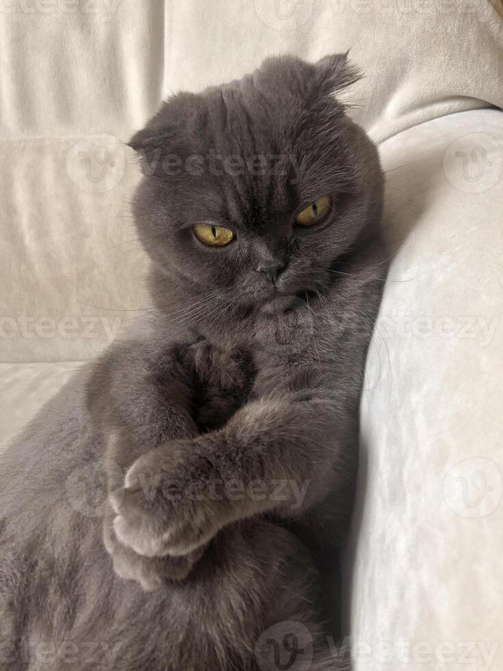 Lazy fat Grey cat Scottish fold on sofa at home, relaxed pet photo