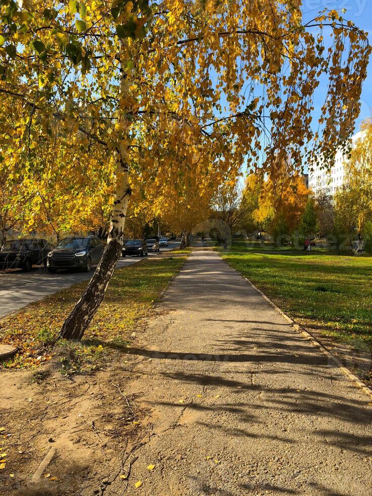A serene autumn season along a tree-lined pathway, dappled in golden sunlight. Vibrant fall foliage against a backdrop of urban architecture and harmonious blend of nature and city life. photo