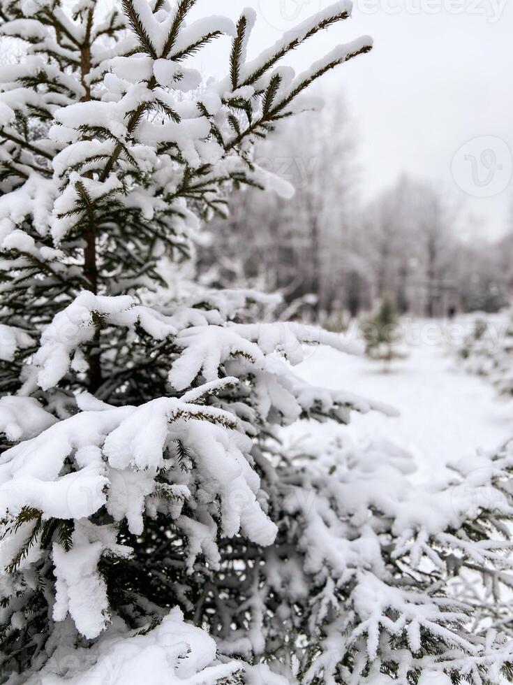 Tranquil winter scene captures the beauty of a snow-covered evergreen tree in a serene forest setting. Snow on branches and peacefulness of a quiet winter day. photo