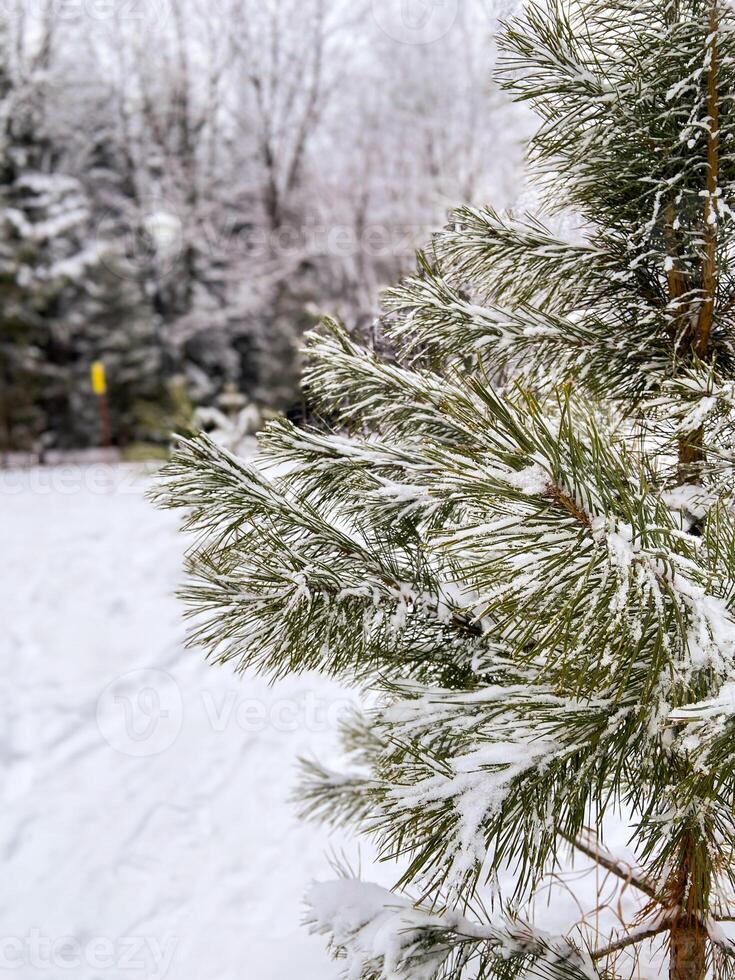 Tranquil winter scene captures the beauty of a snow-covered evergreen tree in a serene forest setting. Snow on branches and peacefulness of a quiet winter day. photo