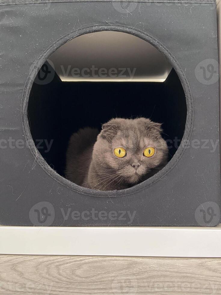 Gray scottish fold cat with striking yellow eyes peeking out of a black circular cat bed house. Curious feline looks out with a sense of intrigue and alertness. Pet and accessories for cat concept photo